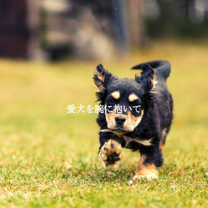 Sprightly Music for Moods