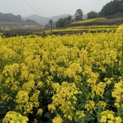 陪你渡红尘