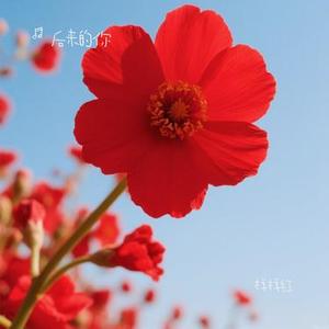 样样红（Cover 黄安）