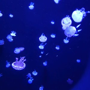 水母没有心脏(Ver.2)