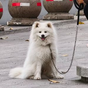 小狗世界