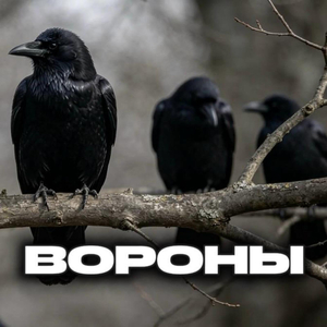 Вороны