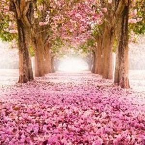 [Acousticor] 扒谱弹