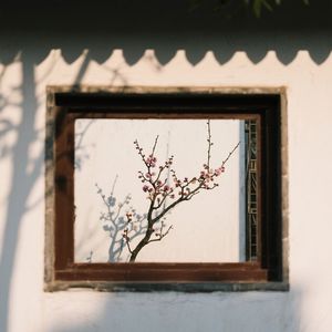 梅影横窗