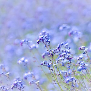 ふわふわリズム