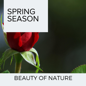 Rain and Mountain Summer Nights