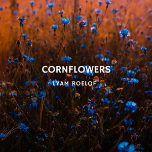 Cornflowers