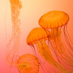 土地庙前会情郎 (第一场)