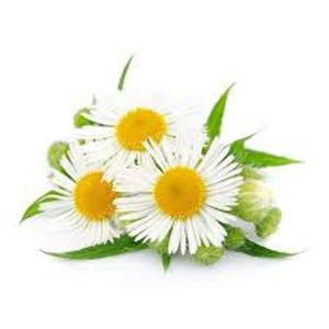 Camomila (feat. Falken & Veiga)