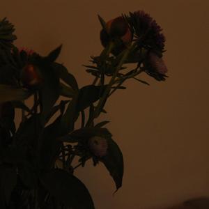 荆棘花园（翻自 洛少爷）