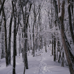北風のブルース