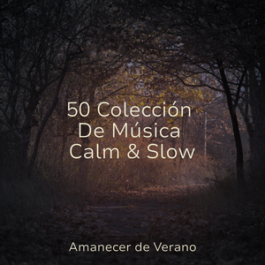 Halo Encantador de Luz