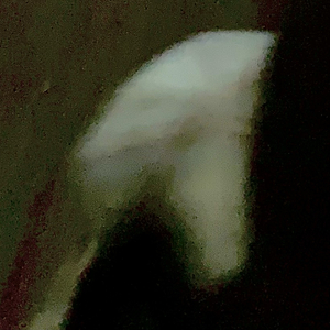 V∀V