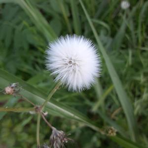 Fluffballs Groovy Adventure