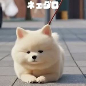 サンポ・ジャ・ネエダロ（犬の歌） by KOUKA🐕好歌