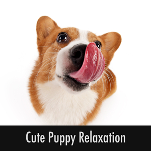 Pet Friends Chillout