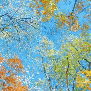 冬日愿望清单  (老舍笔下济南的冬天)