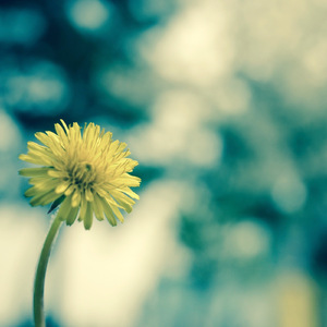 세월의 봄 (With. 양선미)