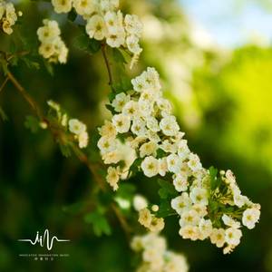 枯叶蝶 (减压助眠古筝曲)