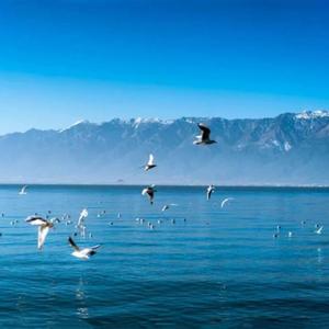 最美的情缘-魏新雨