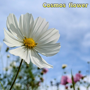 Cosmos flower