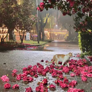 云间仙境