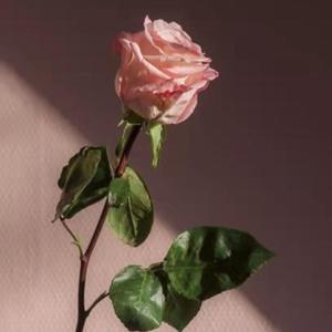 错综复杂的爱情故事 阿柴Az