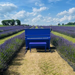 Classical Piano (15)