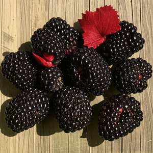 Blackberry