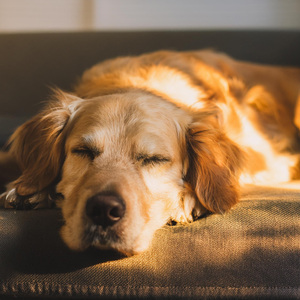 Comienzan Los Pasos Tranquilos