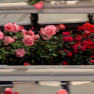 午后的咖啡店伴奏