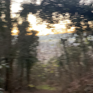 Paths In The Forest