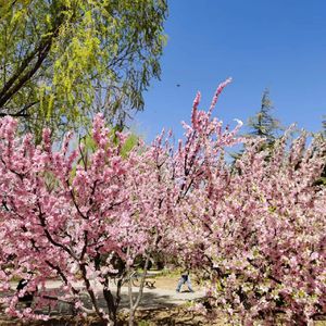 你是人间最好的苹果（demo）