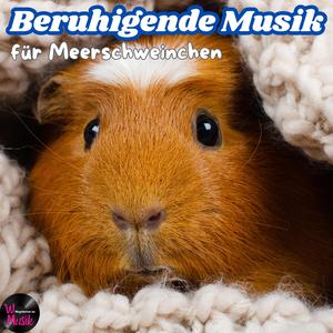 Meerschweinchen Beruhigungsmusik – Sicher vor dem Regen geschützt