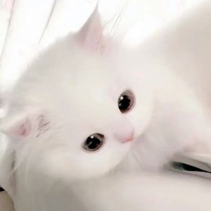 [BEAT] |''甜美小猫''心动的 开心的 bobby x SASI 孟菲斯