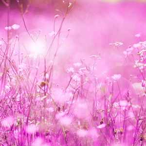 抚慰的早上休息回忆