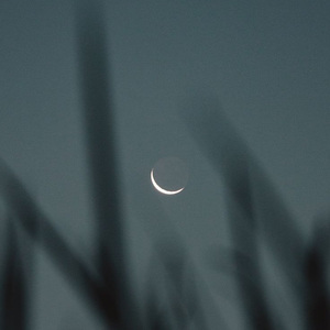 仲夏梦境