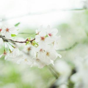 光明【车里小姐姐版】