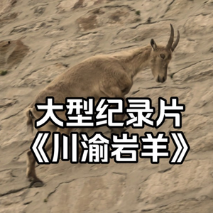 大型纪录片《川渝岩羊》