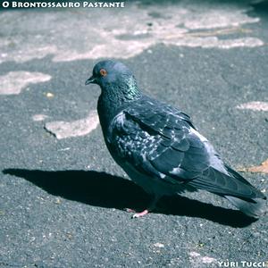 Brontossauro Pastante, mov. V