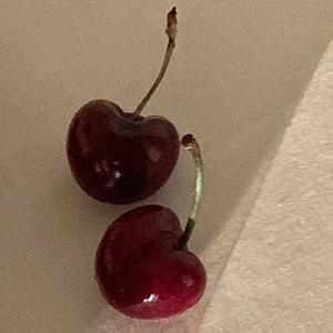 忙着（抖音女生片段版）（翻自 羊羊）