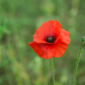 흰색 양귀비 Papaver