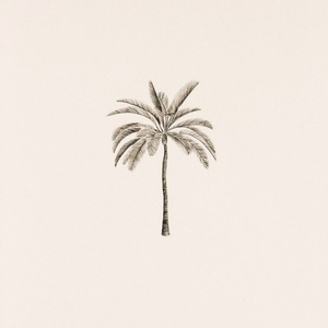 Palmtree