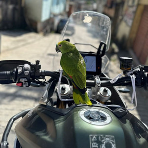 Esse é o 62, Made In Brasil, Ritmo Envolvente