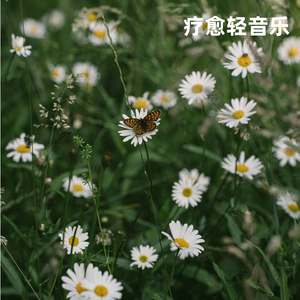 月光 (舒缓、放松葫芦丝纯音)