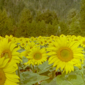 Więzień Codzienności