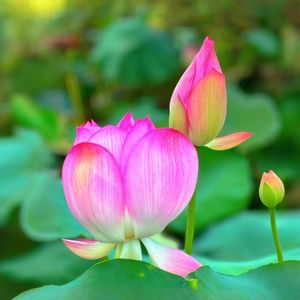 释迦牟尼佛心咒