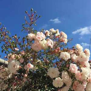 【FREE】玫瑰之恋