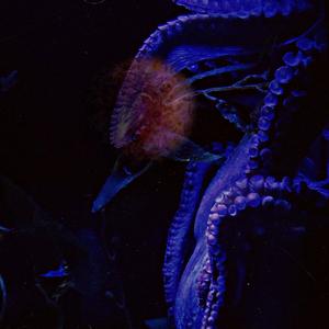 Bioluminescence (生物発光)