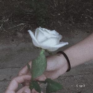 给抱着盒子的姑娘（翻自 宋冬野）